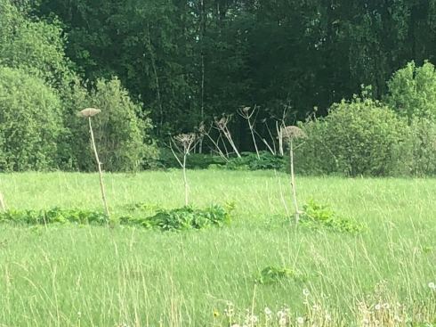 PHOTO-2018-05-23-20-23-42