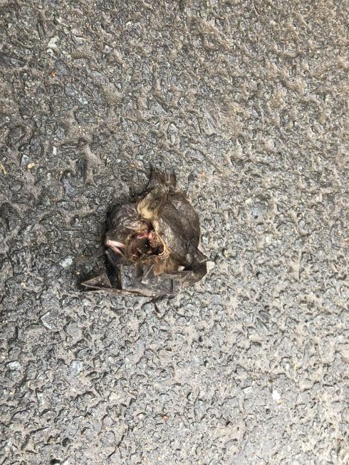 PHOTO-2018-06-07-11-52-44