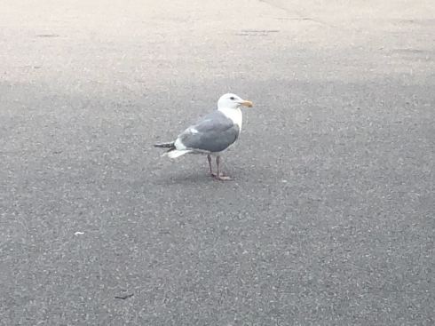PHOTO-2018-06-21-03-00-06