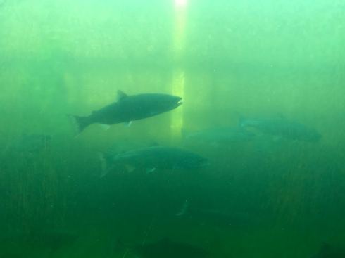 PHOTO-2018-07-16-19-16-08 5